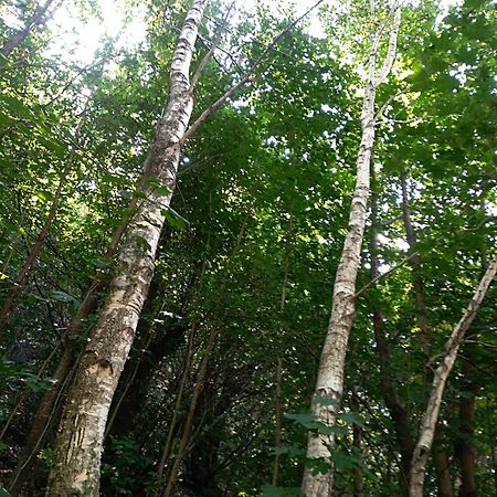 扎尼卡Le Betulle住宿加早餐旅馆 外观 照片